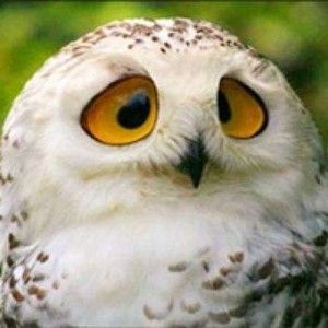 Meet your Posher, Chulinhc